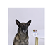AVZ ДИРОНЕТ 1000 таблетки для собак крупных пород, 6 таблеток – интернет-магазин Ле’Муррр