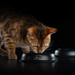 Сухой корм Pro Plan® для взрослых кошек с чувствительным пищеварением или особыми предпочтениями в еде (с высоким содержанием индейки) – интернет-магазин Ле’Муррр