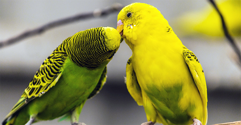 Как различить пол попугая: практические методы 